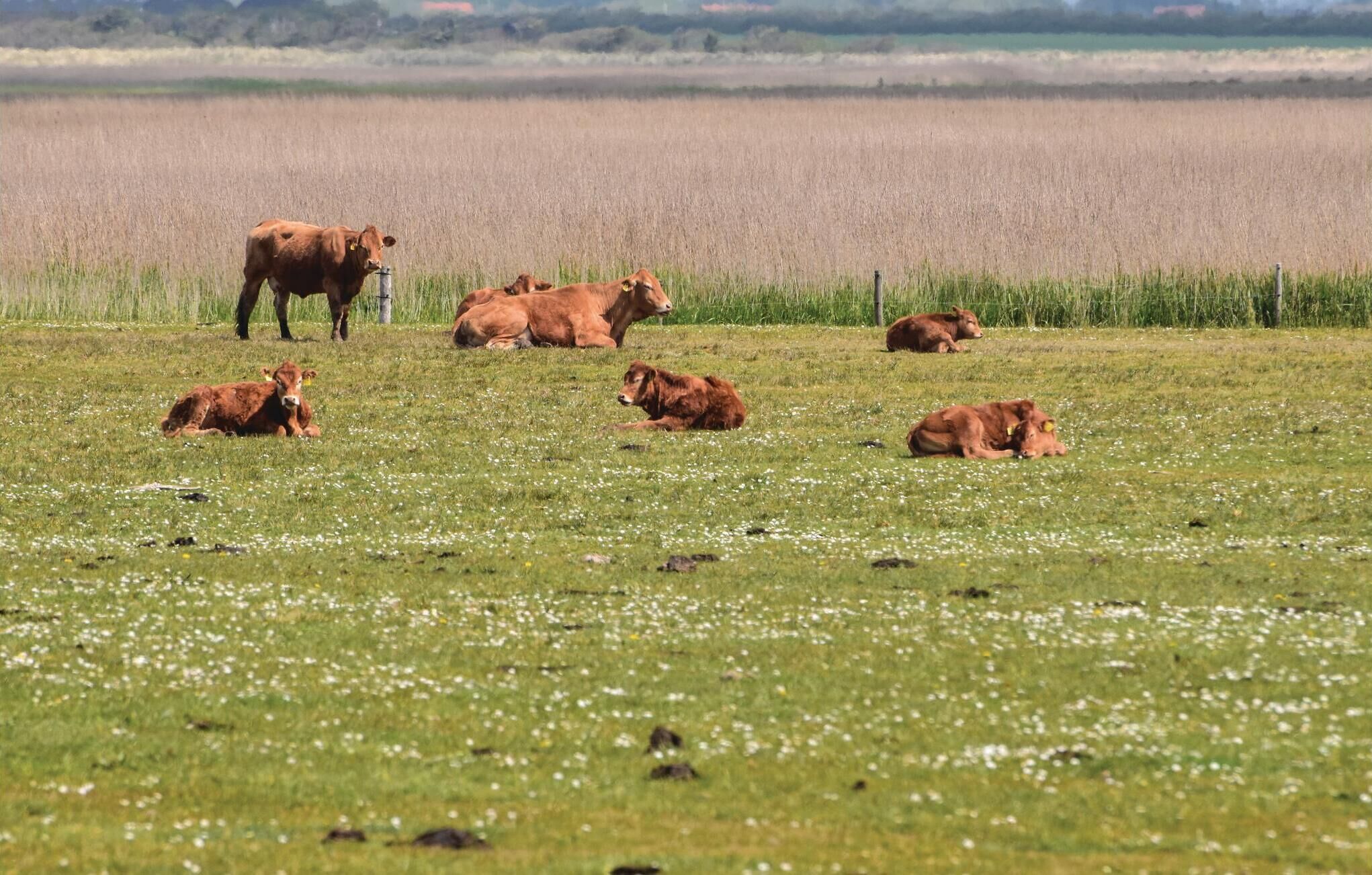 A field with cows grazing and resting.