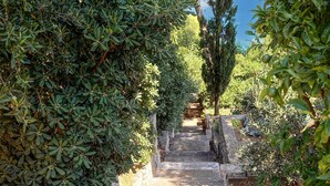 A stone staircase leading through a lush garden with dense foliage on either side. - Awesome apartment in Dubrovnik with WiFi (Dubrovnik)