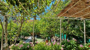 Un jardín cubierto con estructura de pérgola, plantas en macetas y vista a una zona residencial al fondo.