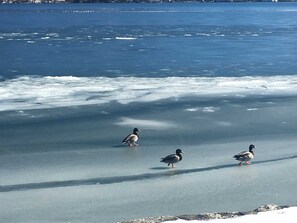 A frozen body of water with three ducks walking on the ice. - Apartment Ape Maja, Germany (Bad Wiessee)