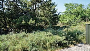 Un espacio natural al aire libre con vegetación densa y un sendero de madera.