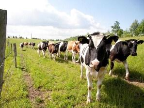 Imagen sin descripción, 4 de 15, botón