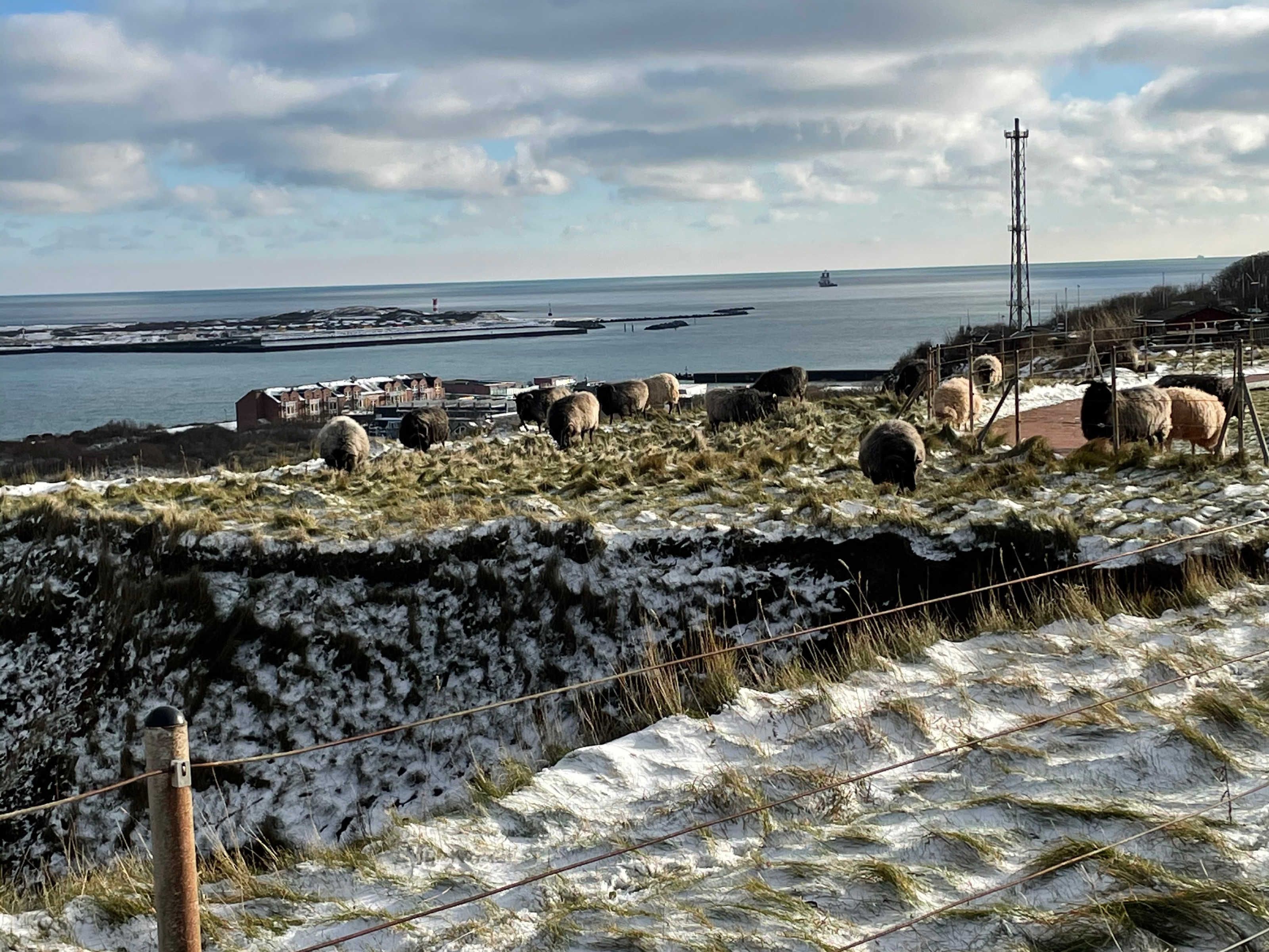 A coastal landscape with sheep grazing, a body of water, and a distant ship.