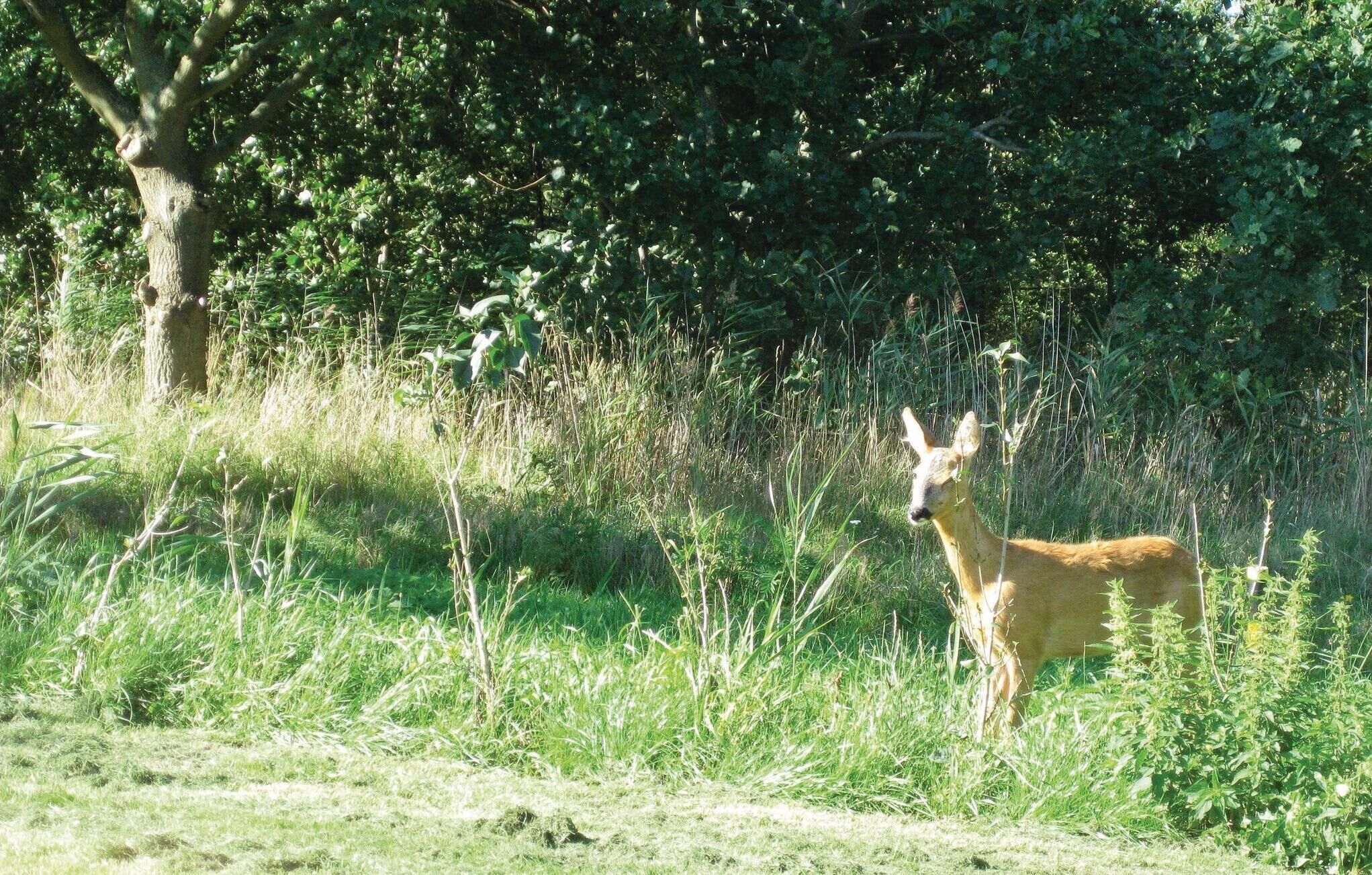 A deer in a grassy field with trees in the background.
