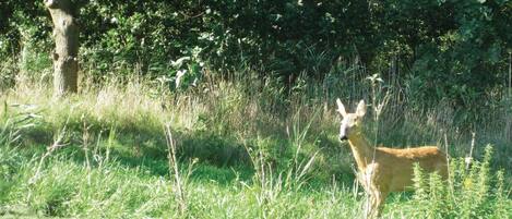 A deer in a grassy field with trees in the background.