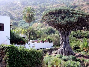 Un jardín con un árbol destacado, un edificio blanco y vegetación circundante.