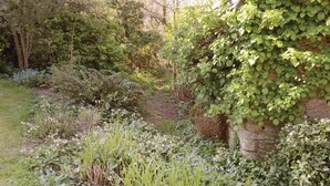 A garden with a variety of plants and a stone wall. - Beautiful home in Moelan sur Mer (Moelan sur Mer)