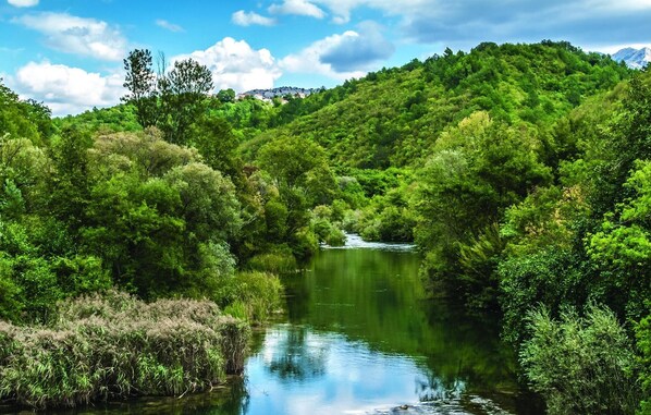 A river flowing through a densely forested valley with a mountain in the background.