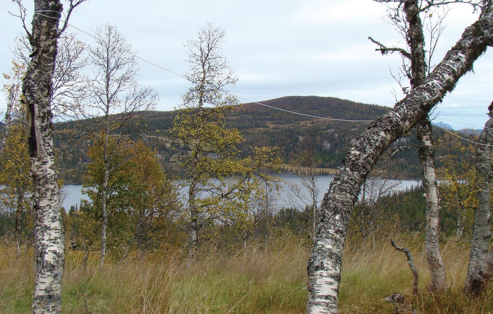 A natural landscape with birch trees, a lake, and a hill in the background.