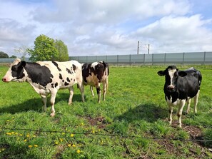 Imagen sin descripción, 2 de 24, botón