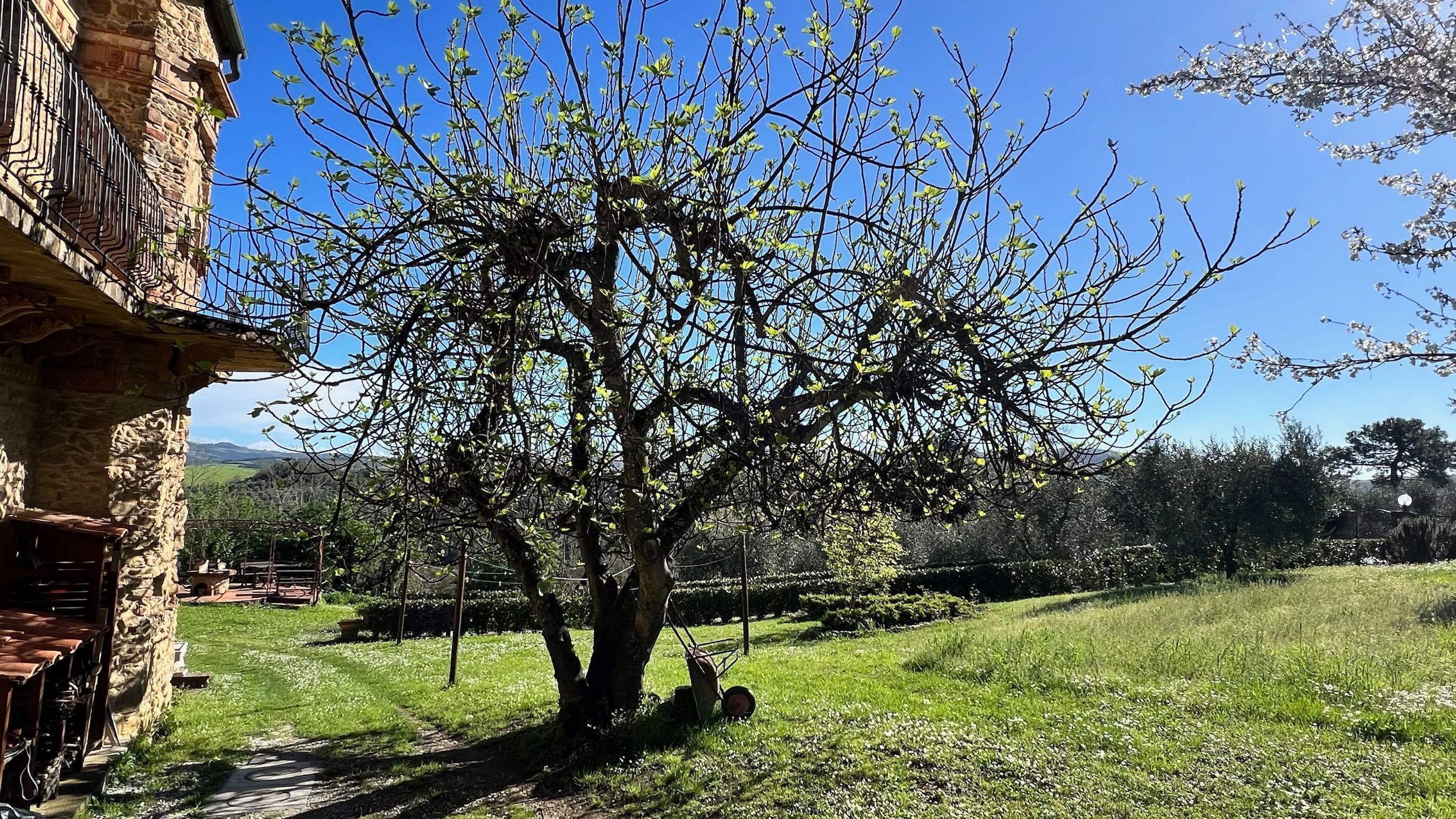 A stone building with a tree in front, a grassy area, and a clear sky.