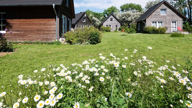 A residential area with wooden houses and a grassy field with daisies.