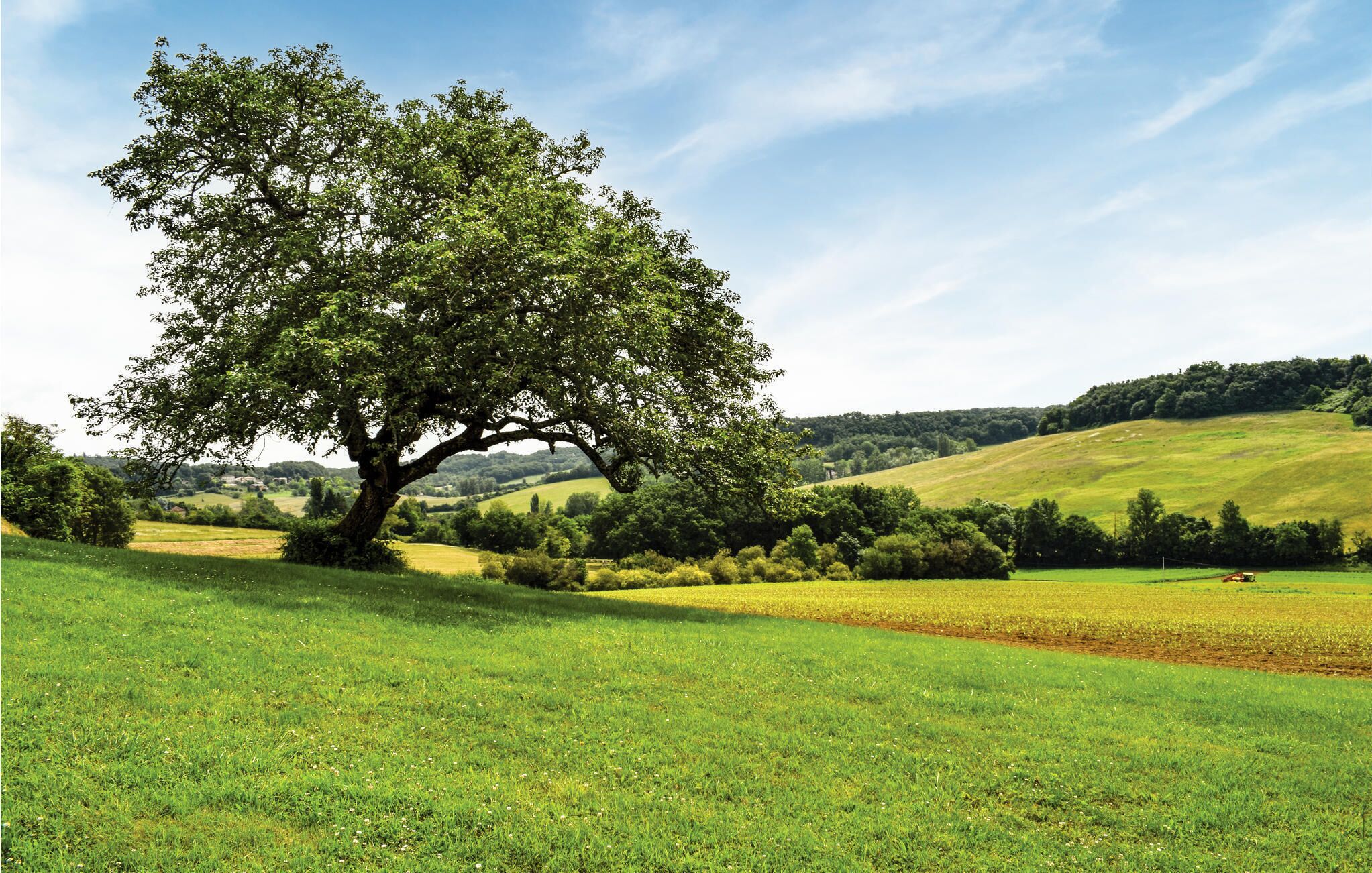Un grande albero in un campo erboso con dolci colline sullo sfondo.