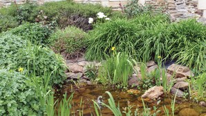 Ein Garten mit einem kleinen Teich, verschiedenen Pflanzen und einer Steinmauer.
