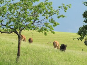 Un campo cubierto de hierba con un árbol y cuatro vacas pastando.