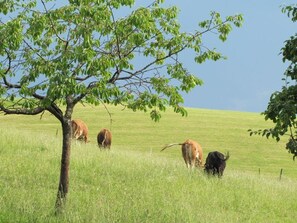 Unclassified image, 5 of 19, button - Bio living Waldblick room with kitchen - Bio Bauernhof Mondsee Familie Schafleitner-Kroiß (3 flowers) (Guggenberg)