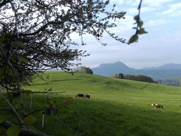 Unclassified image, 1 of 19, button - Bio living Waldblick room with kitchen - Bio Bauernhof Mondsee Familie Schafleitner-Kroiß (3 flowers) (Guggenberg)