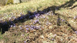 Et naturligt udendørs område med en græssti og lilla blomster.