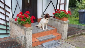 Een hond zit op de treden voor een gebouw, met rode bloemen in bloembakken.