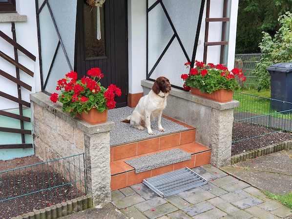 Ein Hund sitzt auf Stufen vor einem Gebäude, das mit roten Blumen in Pflanzgefäßen geschmückt ist.