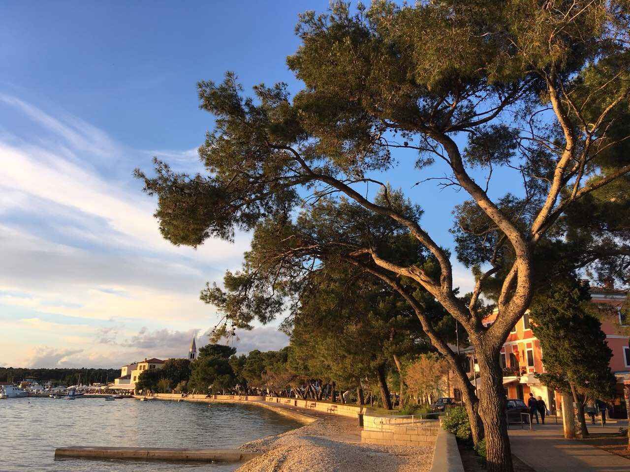 A coastal promenade with a large tree, a waterfront, and buildings in the background.