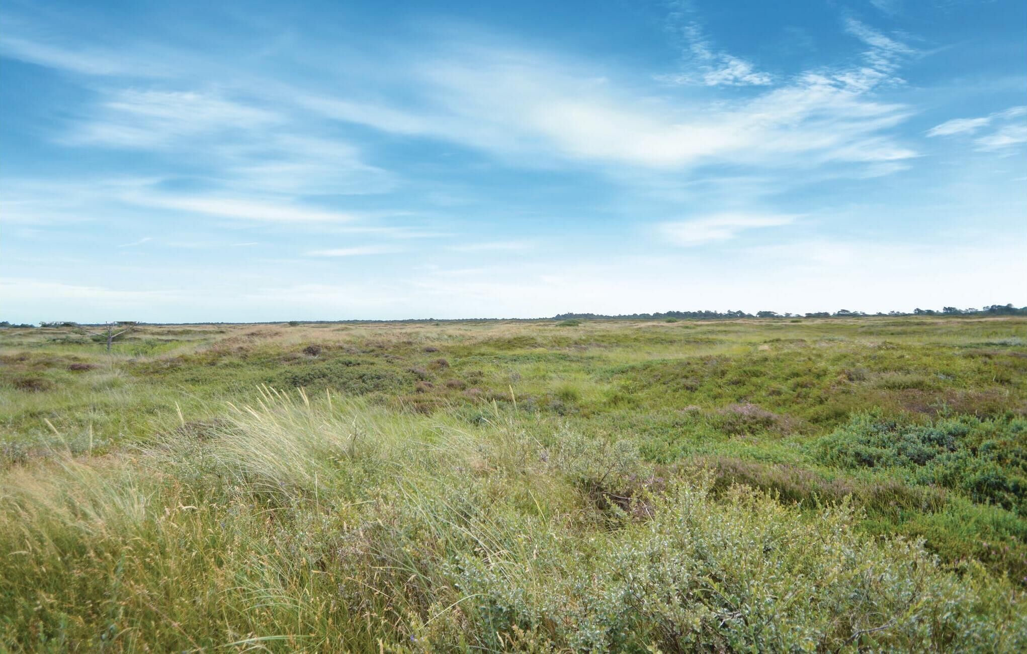 A vast open field with low-lying vegetation and a clear sky.