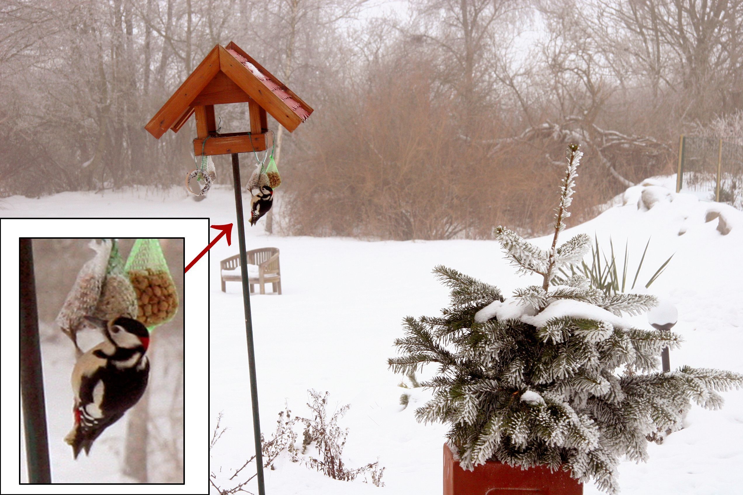 Ein Vogelhaus, ein Futterspender und ein mit Schnee bedeckter Nadelbaum.