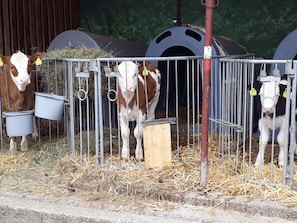 A barn with metal fencing, hay bales, and feeding troughs for cows.