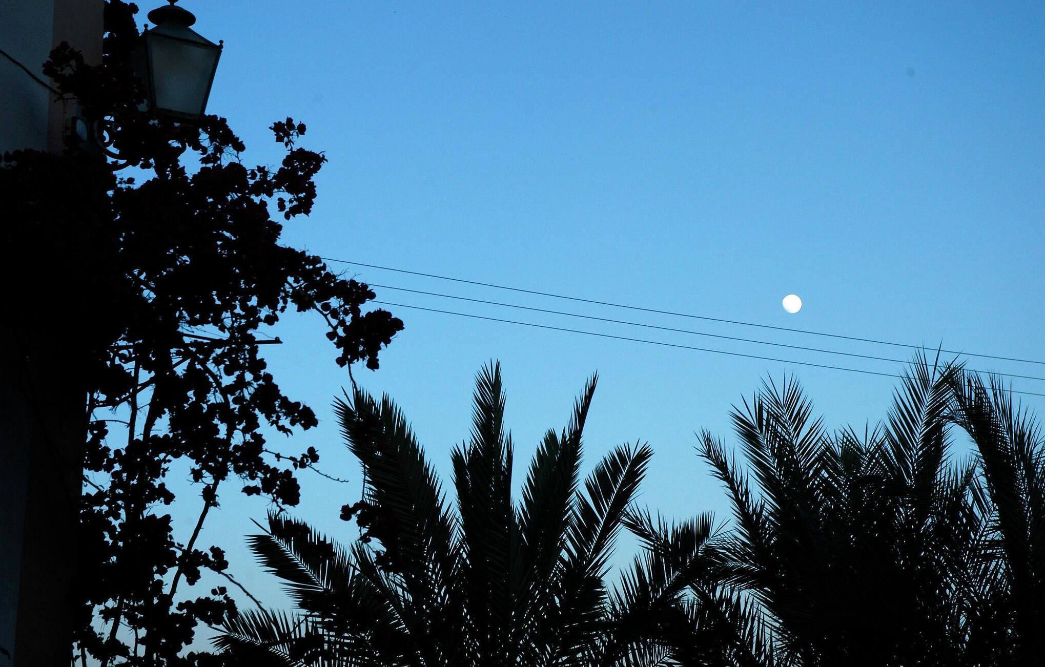 Un ciel nocturne dégagé, avec une lune visible et les silhouettes de palmiers ainsi que d’un lampadaire.