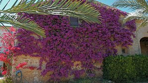 A building with a stone facade partially covered in purple bougainvillea vines.