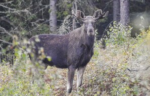 Övrigt