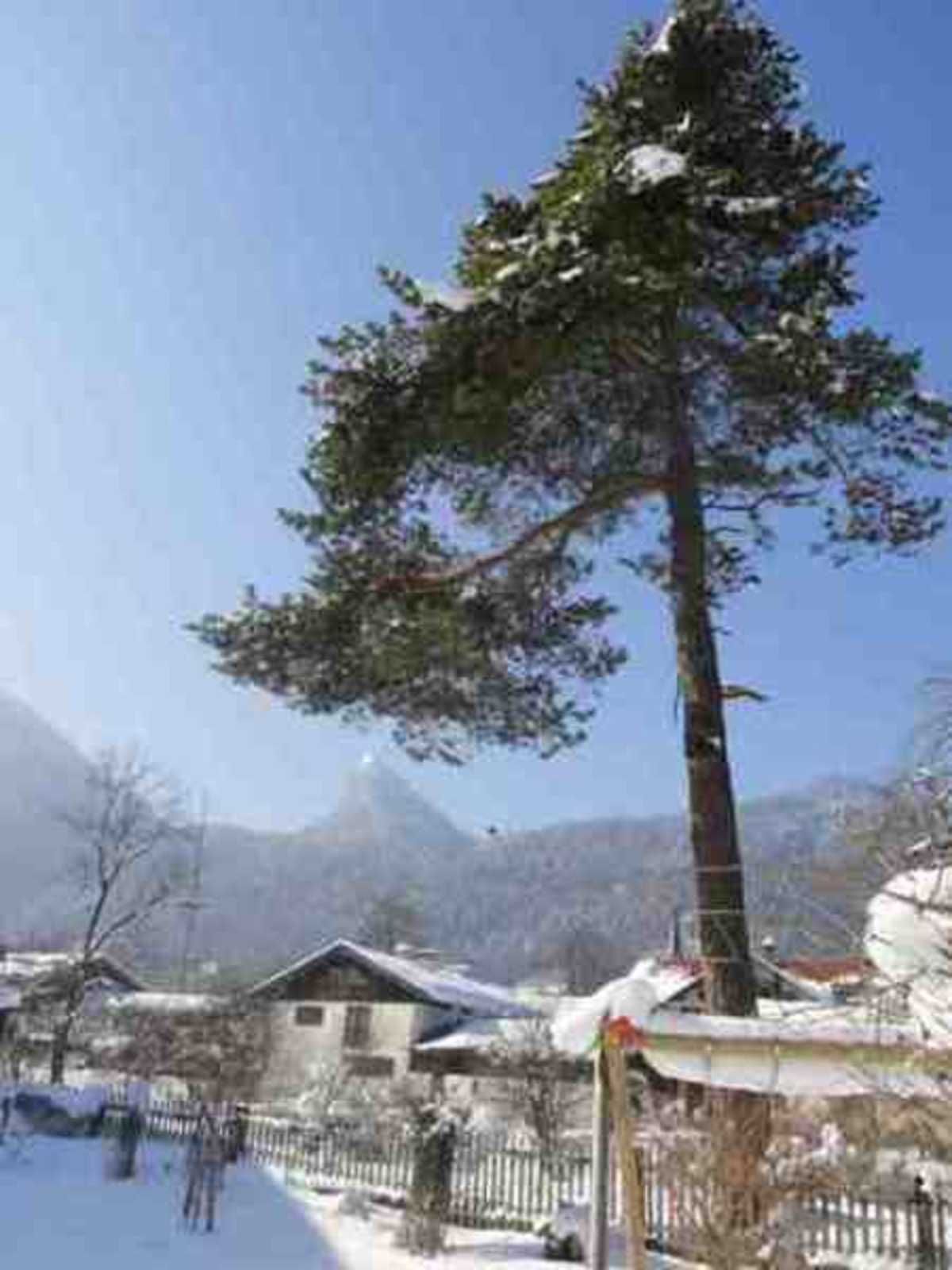 A snow-covered landscape with a tall pine tree, a wooden fence, and a house with a sloped roof.
