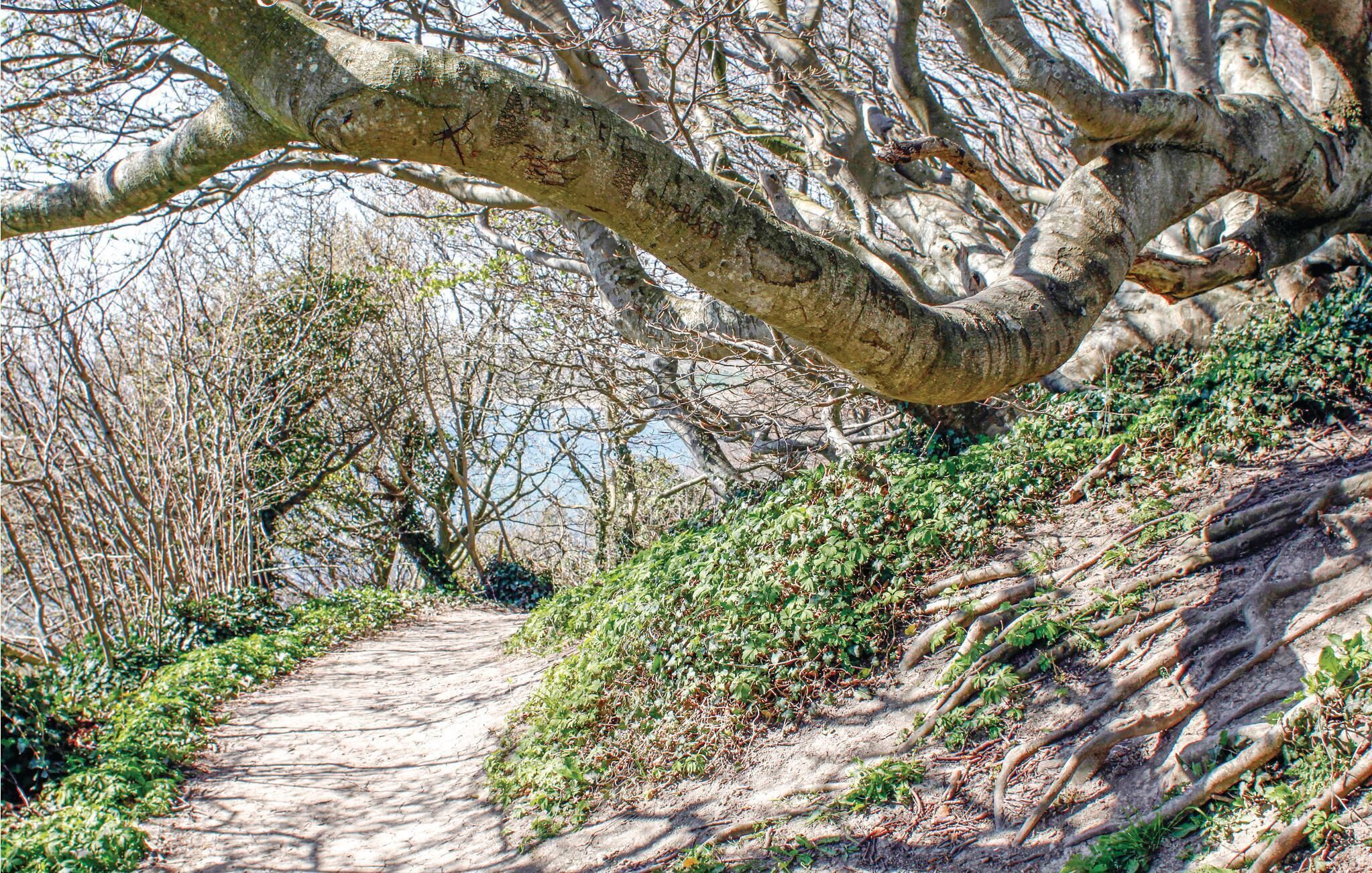 Un sentiero sterrato con un grosso ramo di albero sopra.
