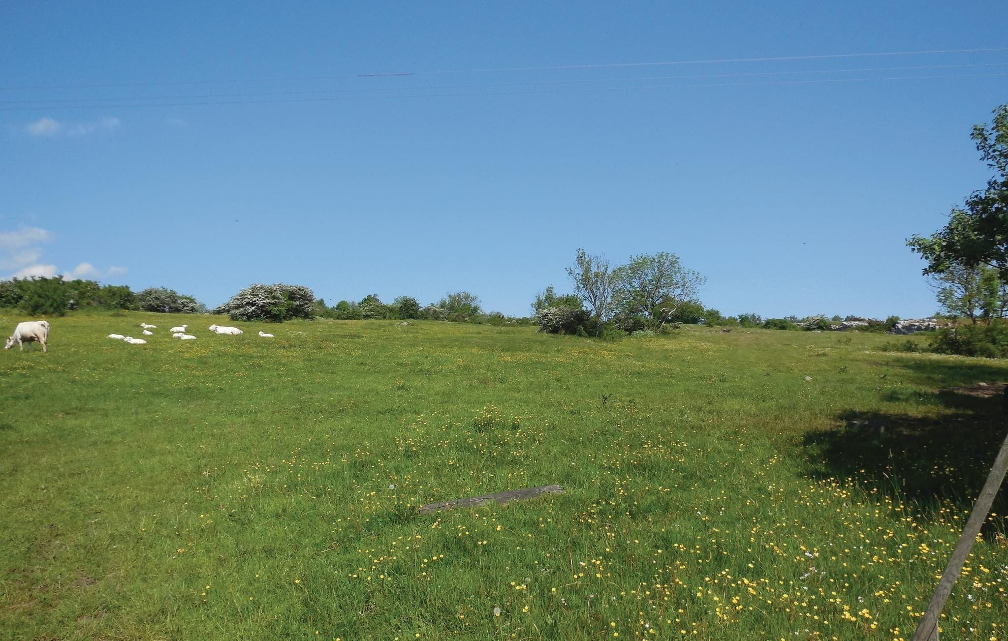 Eine Wiese mit ein paar Kühen und Bäumen im Hintergrund.