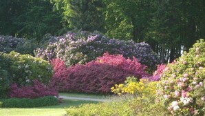 Un jardín con arbustos y árboles de diversas flores.