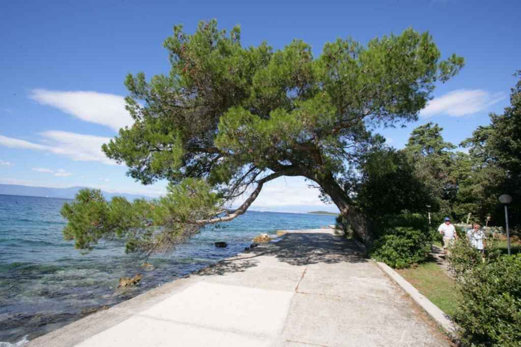 Un camí costaner amb un gran arbre que l'arcombrava, cap al mar.