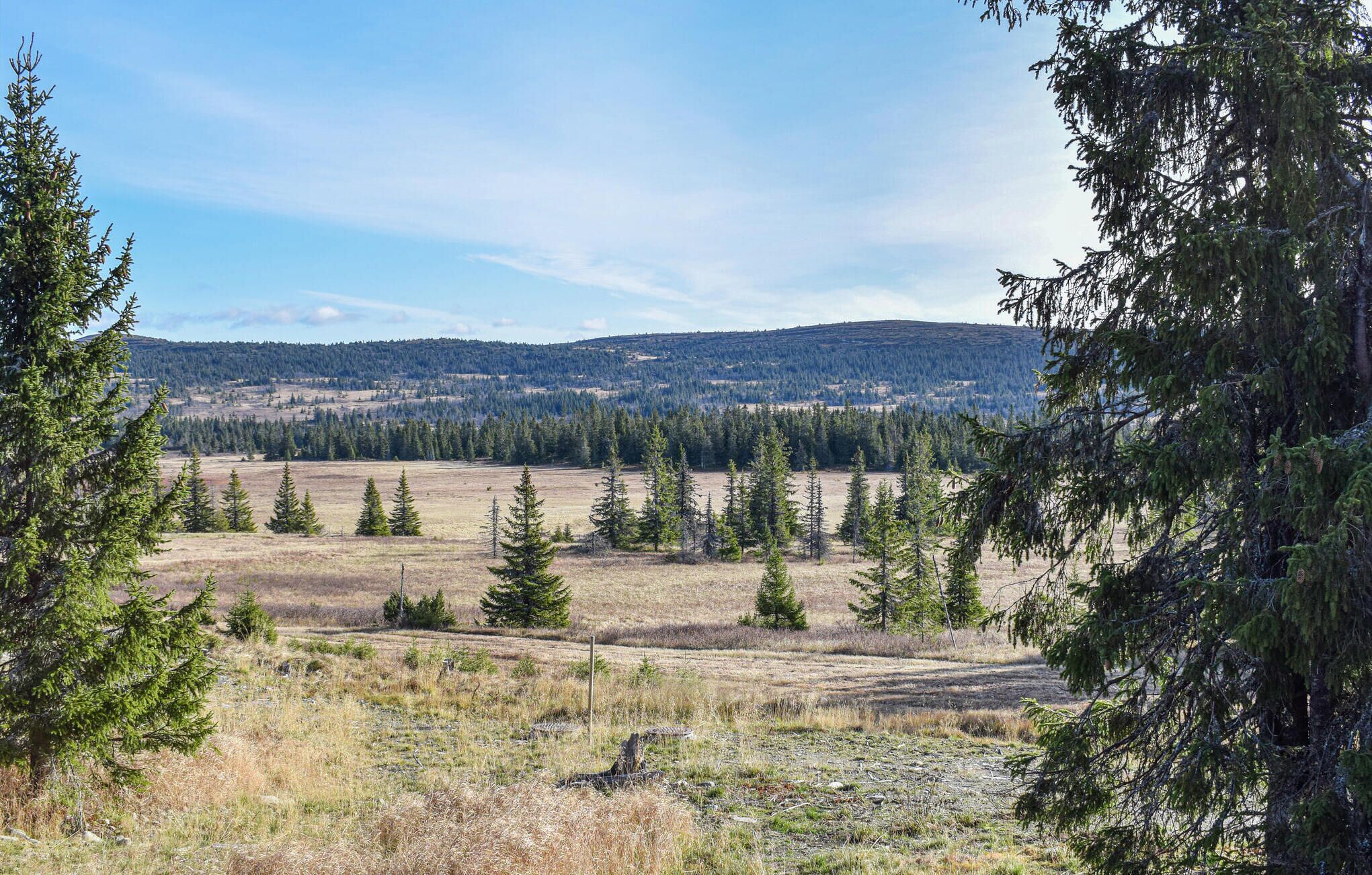 Un paysage naturel composé d’un mélange d’arbres à feuilles persistantes et de champs ouverts, vraisemblablement situé dans une zone rurale ou sauvage.