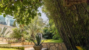 Un jardin avec un chemin de pierre, différentes plantes et, au fond, un bâtiment à la façade blanche.