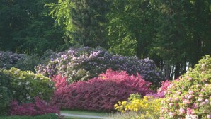 Un jardín con arbustos y árboles en flor.