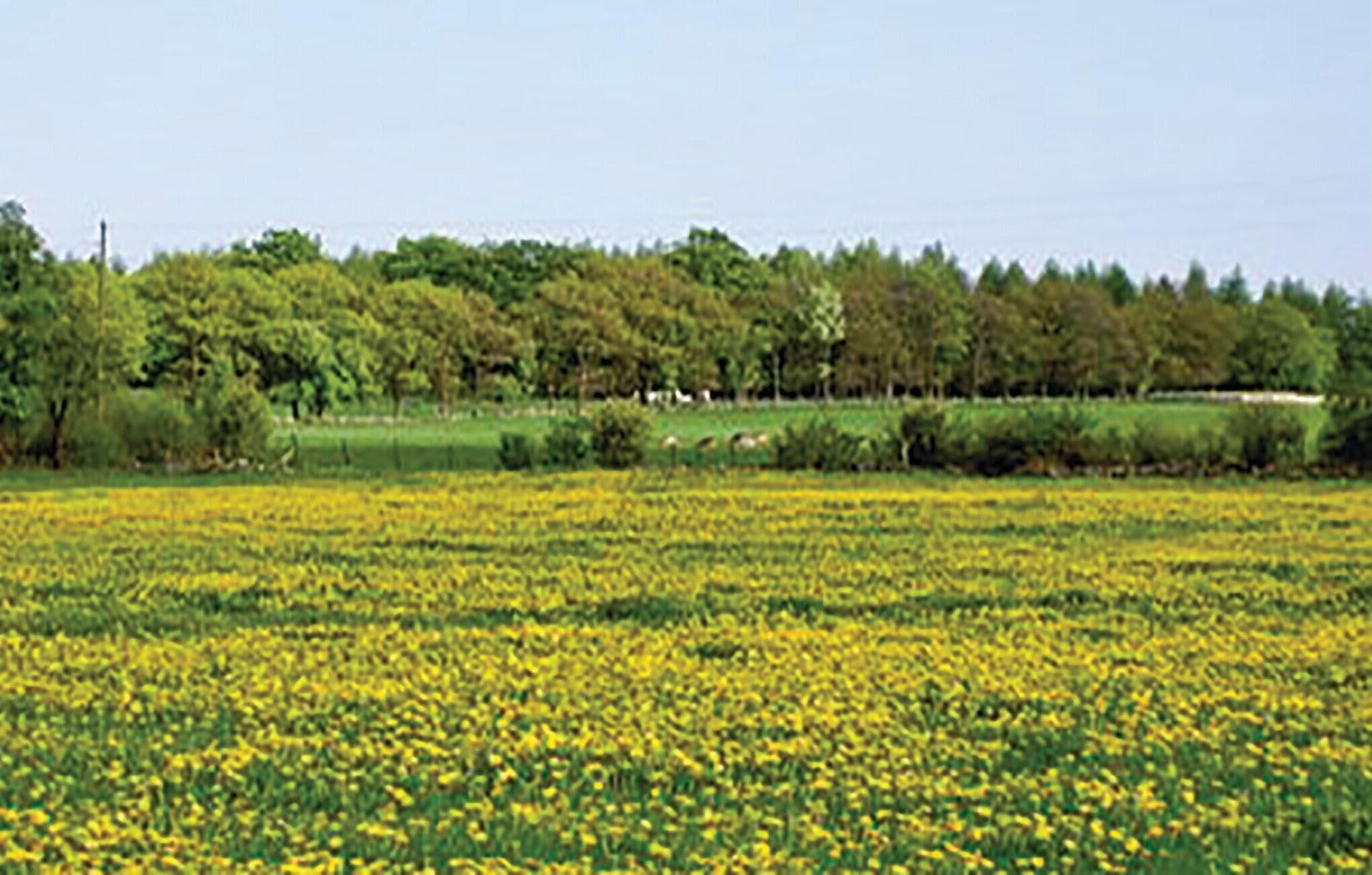 En mark med gule blomster og en række træer i baggrunden.