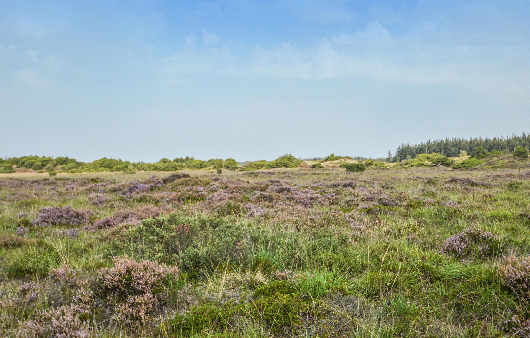 En stor, öppen fält med lågväxt vegetation och träd i fjärran under en klar himmel.
