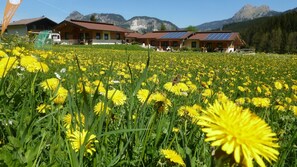 A hotel with multiple buildings, solar panels on the roofs, and a field of yellow flowers in the foreground. - Chalet vacation home 11 - Almdorf Tirol (Haldensee)