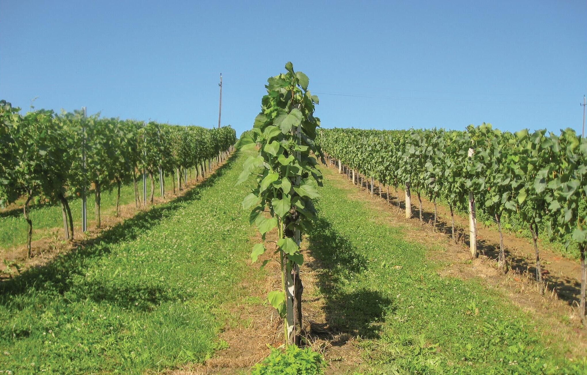 Un vignoble avec des rangées de vignes.