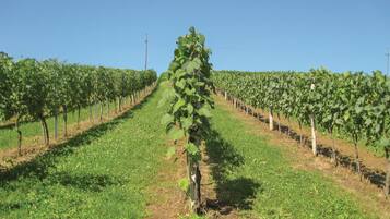 Un vignoble avec des rangées de vignes.