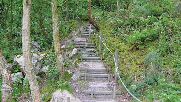 Eine Holztreppe inmitten eines bewaldeten Gebietes mit natürlicher Umgebung.