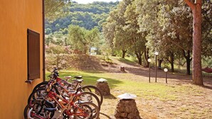 A courtyard with bicycles parked near a building, surrounded by trees and a grassy area.