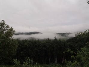 A dense forest with a misty atmosphere. - Chomdoy Bungalow & Restaurant (Luang Namtha)