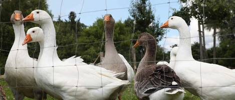 A group of geese standing behind a wire fence in a grassy area.