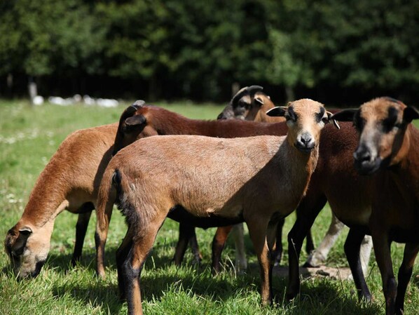 A group of sheep grazing in a grassy field.