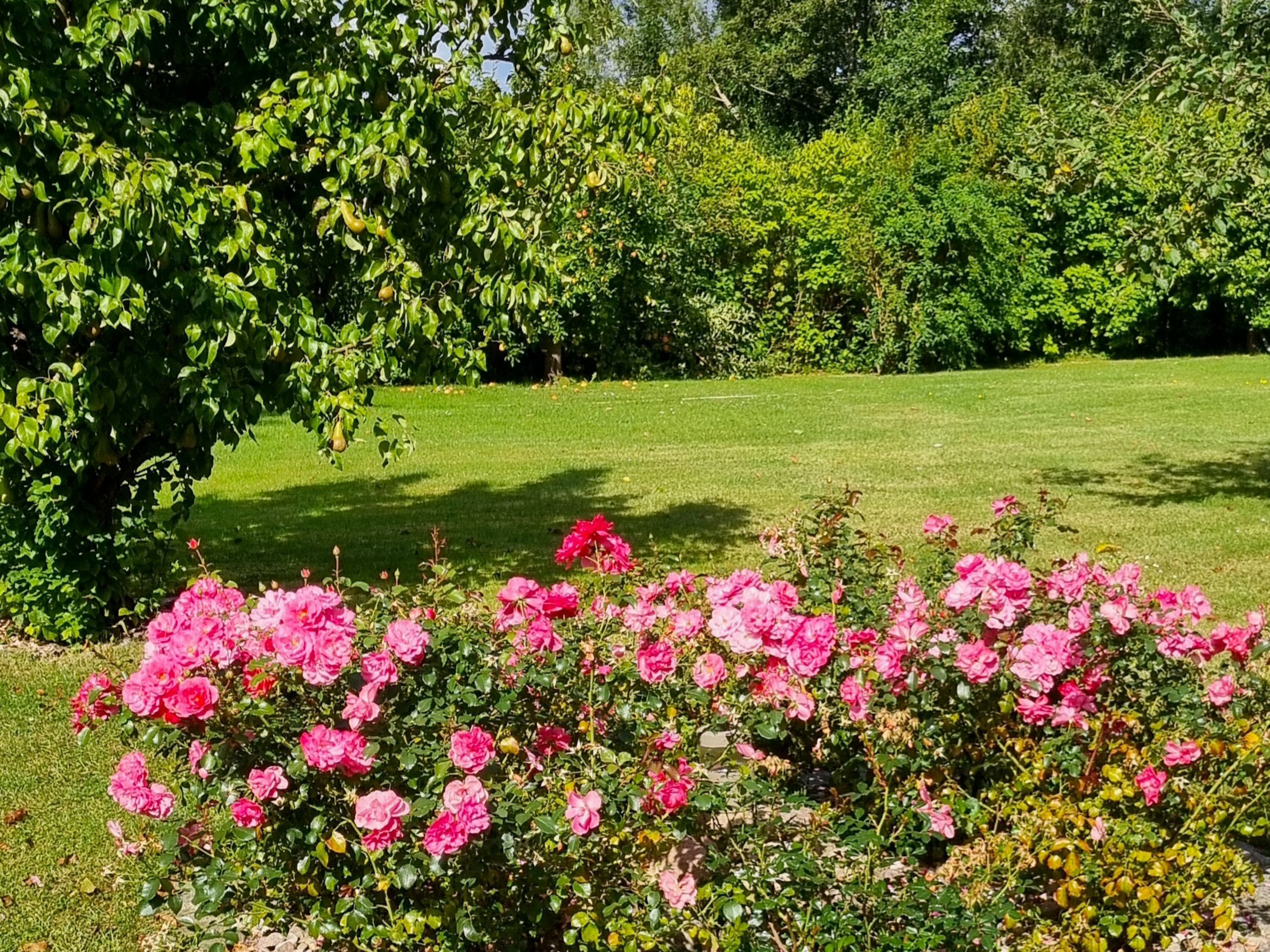 Ein Garten mit üppigem, grünen Rasen, rosa Rosen und verschiedenen Bäumen.